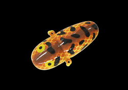 　タイニークレイジークローラーX0320