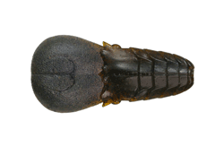 　AKパンチフラット4