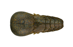 　AKパンチフラット4