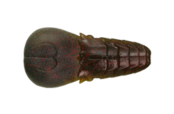 　AKパンチフラット4