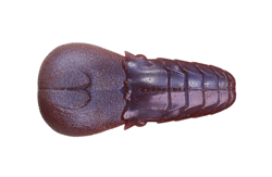 　AKパンチフラット4