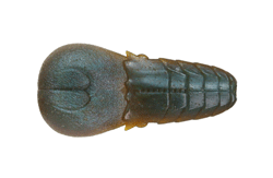 　AKパンチフラット4