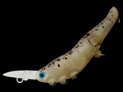 　チクタクリッパー・S