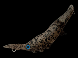 　チクタクリッパー・S