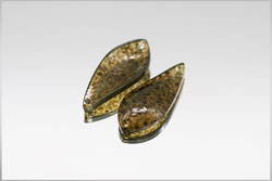 　クリアアルフ・0.8g