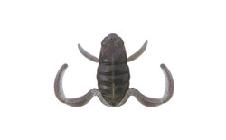 　スクーパーフロッグ・ミッド